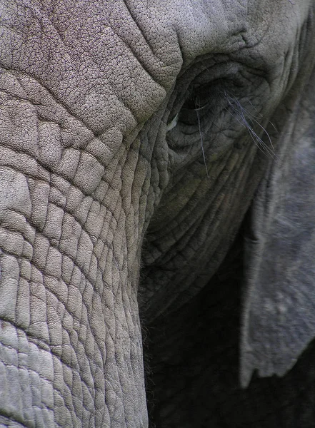 Animais Selvagens Elefantes Mamíferos — Fotografia de Stock