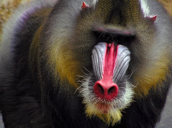 Mandrill Páviánmajom Növény Állatvilág — Stock Fotó