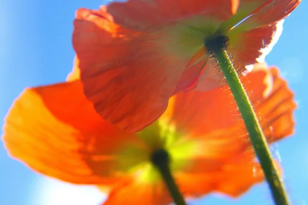 美しい野生のケシの花の近景 — ストック写真