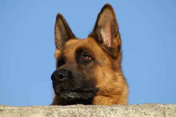 Porträtt Söt Hund — Stockfoto