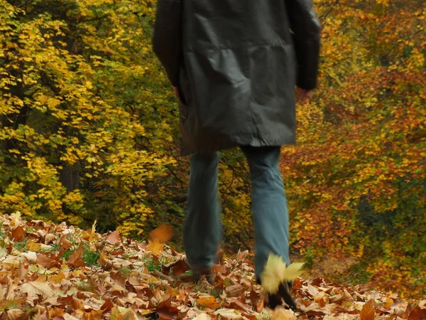 Mujer Caminando Parque Otoño —  Fotos de Stock