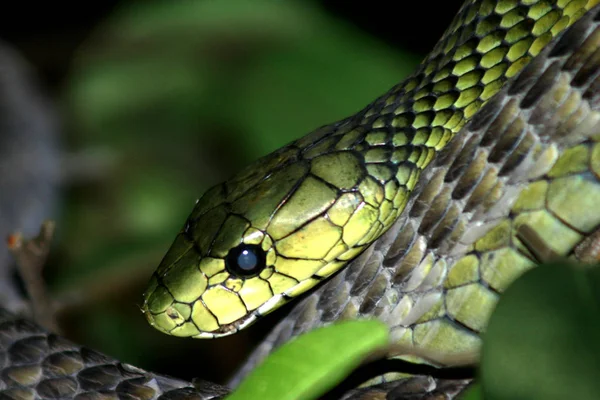 Großaufnahme Von Tier Zoo — Stockfoto