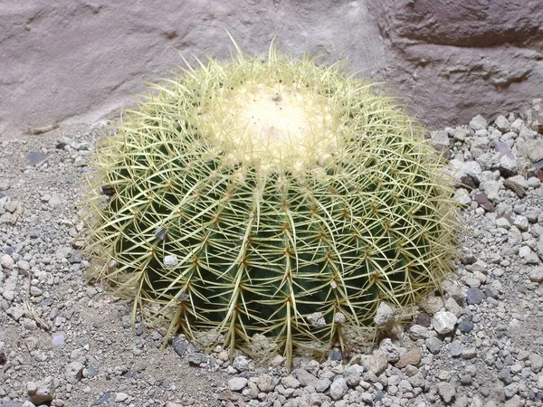 Planta Tropical Cactus Flora Botánica —  Fotos de Stock