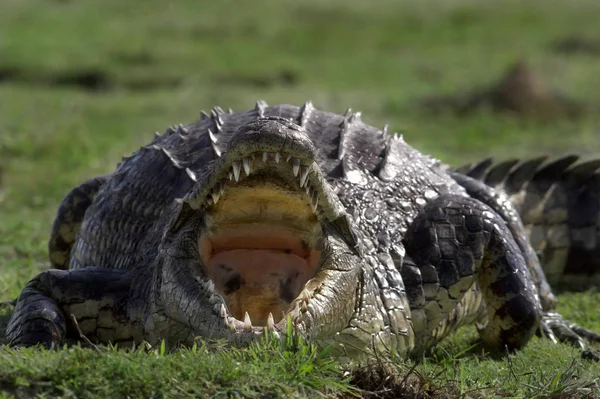 Krokodil Gevaarlijk Reptiel Dier — Stockfoto