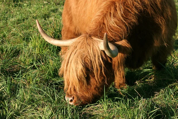 Highland Cattle Highland Cattle — Stock Photo, Image
