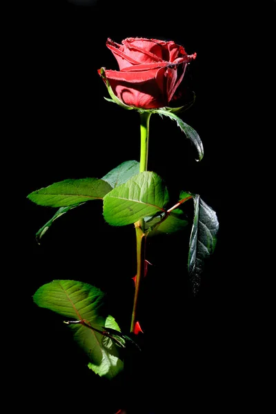 Vermelho Rosa Flor Beleza — Fotografia de Stock