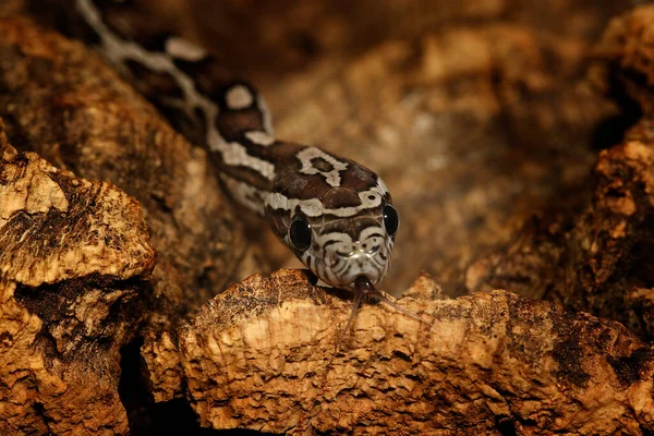 Scenic View Majestic Dangerous Snake — Stock Photo, Image