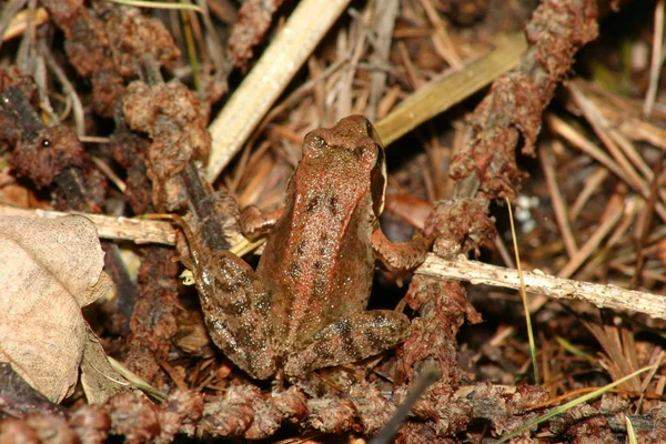 Animal Anfibio Rana Silvestre — Foto de Stock