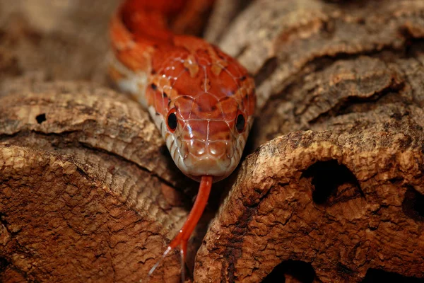 Festői Kilátás Fenséges Veszélyes Kígyó — Stock Fotó