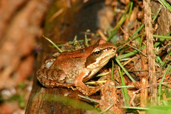 Amphibien Animal Grenouille Sauvage — Photo