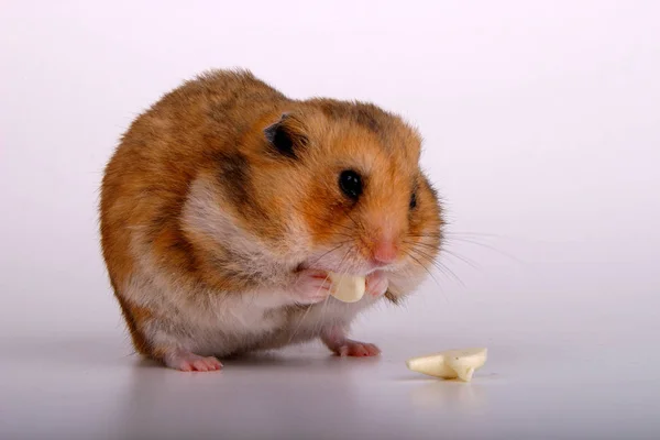 Beyaz Arka Planda Komik Bir Hamster — Stok fotoğraf