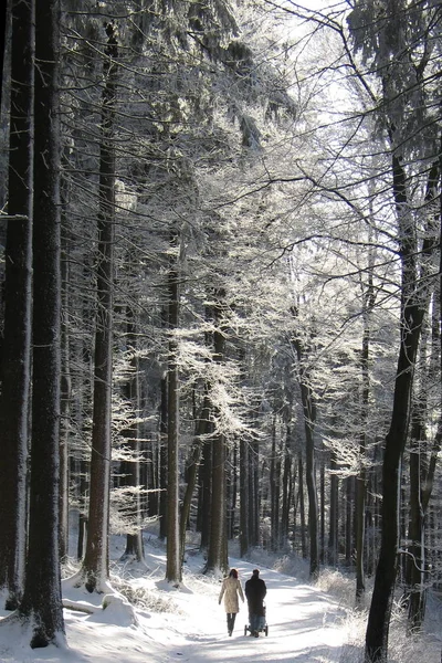 Hermoso Paisaje Invierno Nevado —  Fotos de Stock