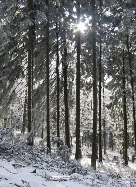 Χειμερινό Δάσος Δέντρα Καλυμμένο Χιόνι Ξύλο — Φωτογραφία Αρχείου