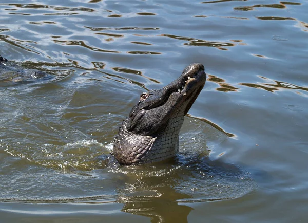 Krokodilalligator Rovdjur — Stockfoto