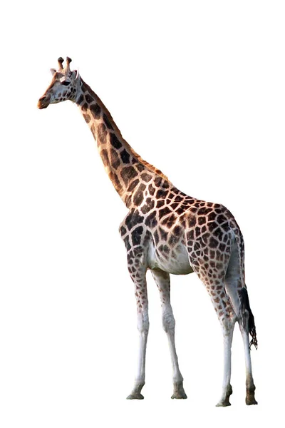 长颈鹿动物 食草动物 — 图库照片