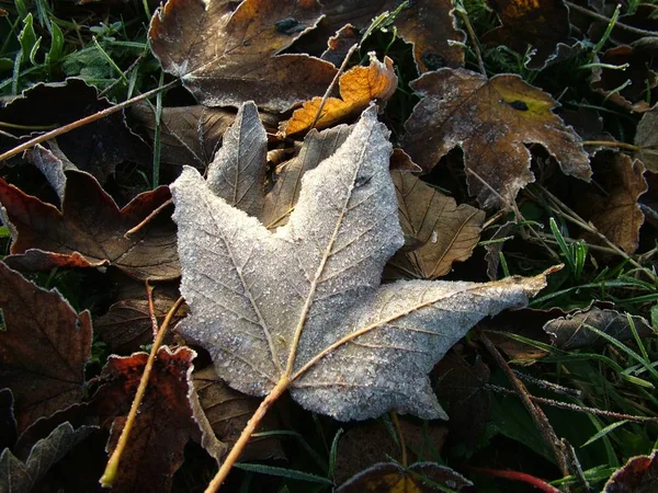 Prachtig Kleurrijk Herfstblad — Stockfoto