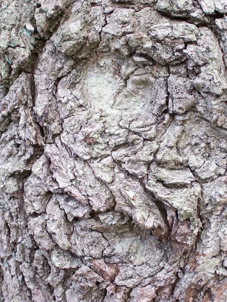 Πρόσωπο Δέντρου — Φωτογραφία Αρχείου