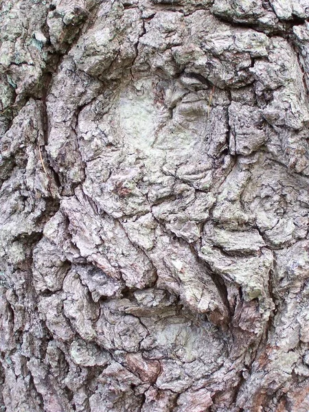 Face Arbre — Photo