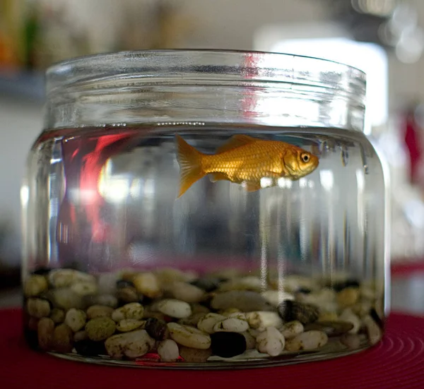 Poisson Doré Nageant Dans Aquarium — Photo