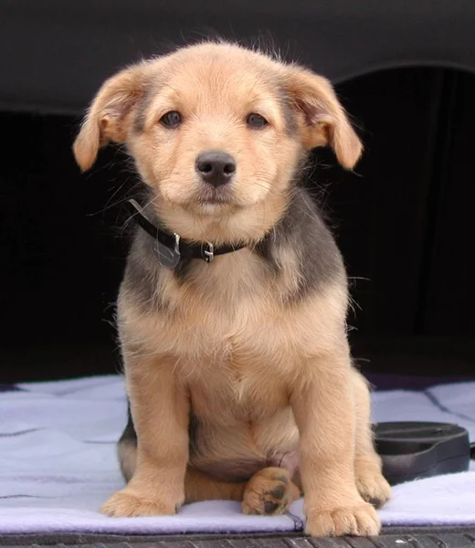 Porträtt Söt Hund — Stockfoto