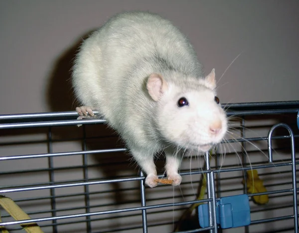 Крыса Клетке — стоковое фото