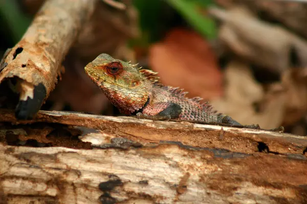 Ödledjur Leguanreptil — Stockfoto