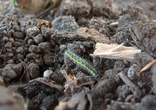 Vers Chenille Insecte Nature — Photo