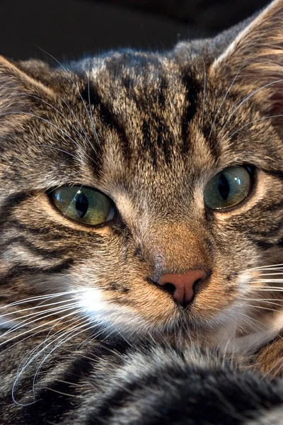 Retrato Gato Bonito — Fotografia de Stock