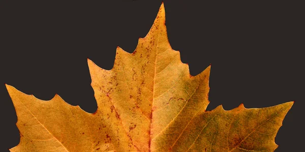 Prachtig Kleurrijk Herfstblad — Stockfoto