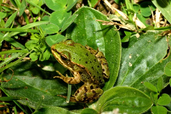 Grass Frog — Stock Photo, Image