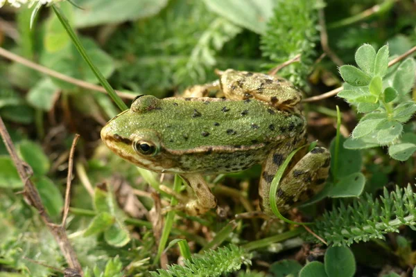 Amphibien Animal Grenouille Sauvage — Photo