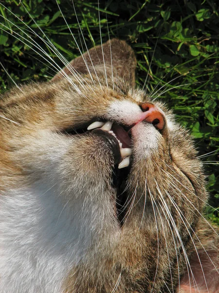 Porträt Einer Süßen Katze — Stockfoto