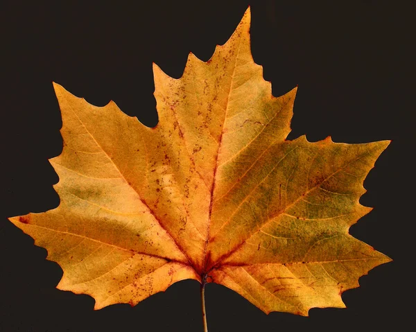 Beau Feuillage Automne Coloré — Photo