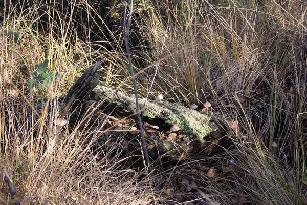 Vacker Utsikt Över Naturen — Stockfoto