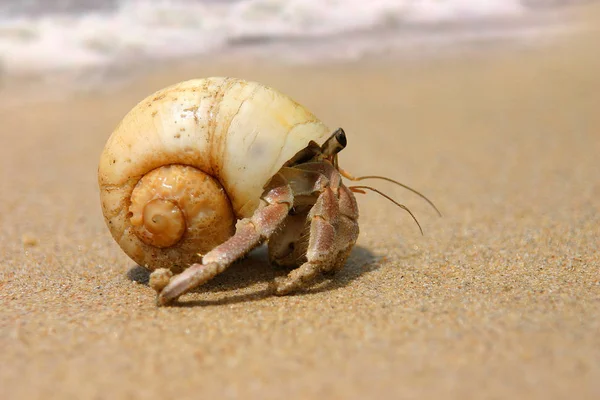 Duży Krab Pustelnik Około Średnicy Pochodzi Plaży Phuket Tajlandii — Zdjęcie stockowe