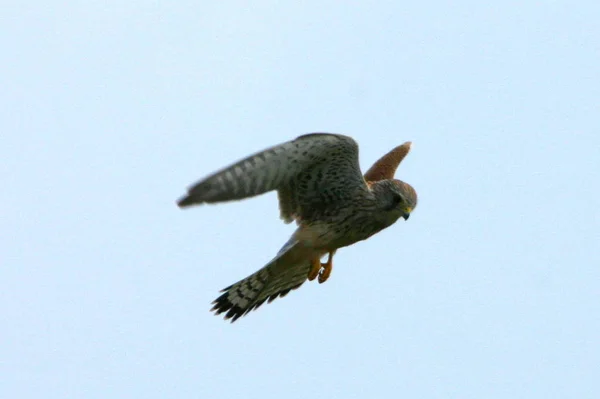 Γραφική Θέα Του Όμορφου Πουλιού Kestrel — Φωτογραφία Αρχείου