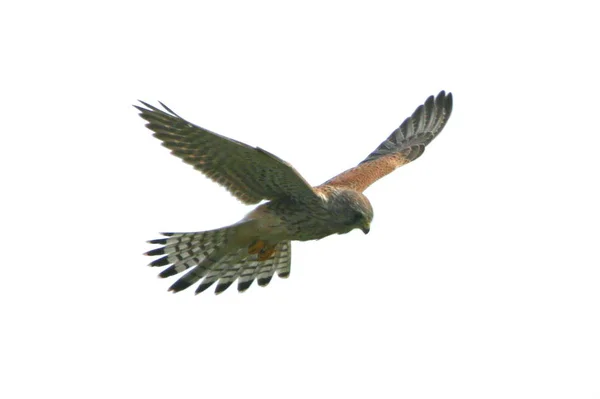 Vista Panorâmica Belo Pássaro Kestrel — Fotografia de Stock