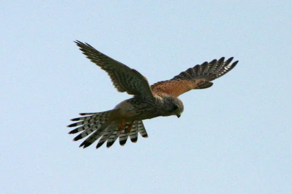 Vue Panoramique Bel Oiseau Crécerelle — Photo