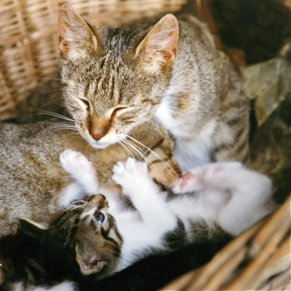 Two Cats Sleeping Bed — Stock Photo, Image