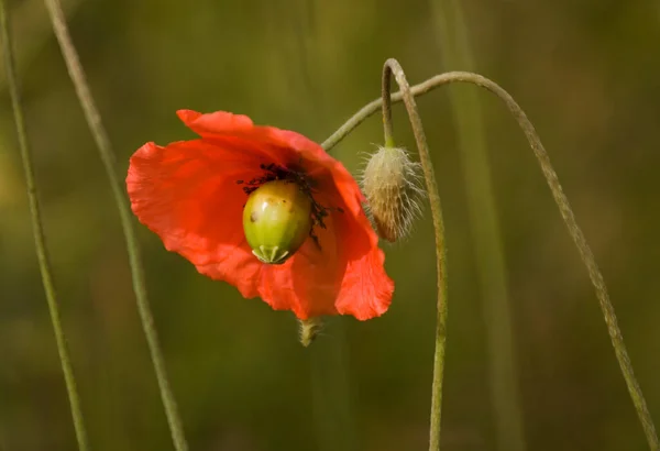 美しい野生のケシの花の近景 — ストック写真