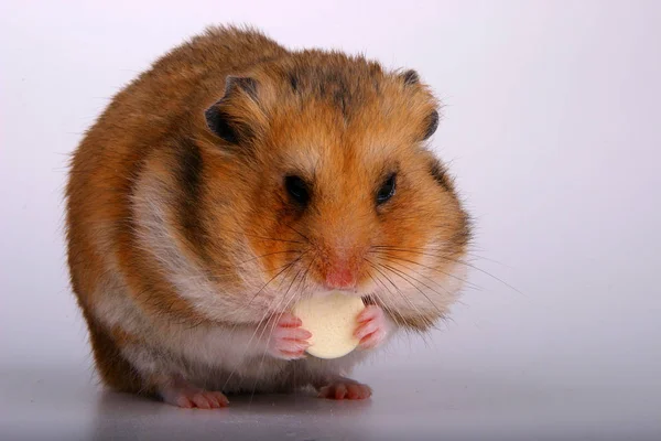 Animais Domésticos Foco Seletivo — Fotografia de Stock