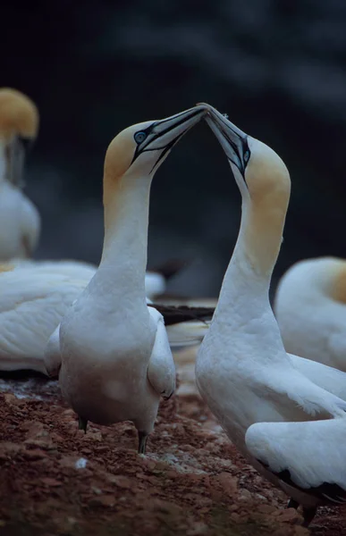 Malerischer Blick Auf Basstölpel Vögel Der Natur — Stockfoto