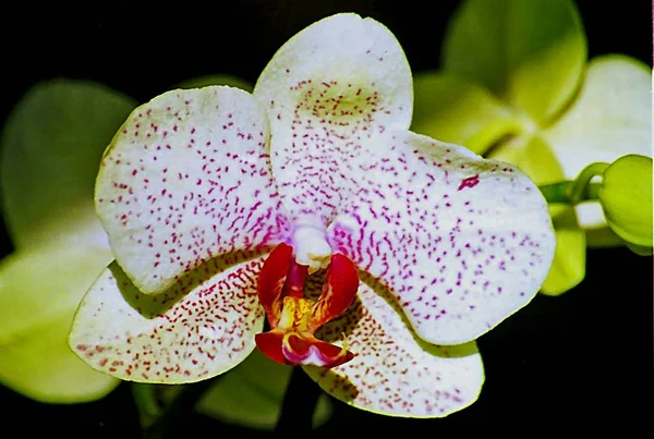 Petali Del Fiore Del Orchid — Foto Stock