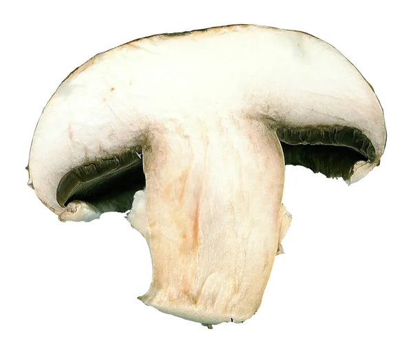 切碎的褐色蘑菇 在白色背景下可选择 — 图库照片