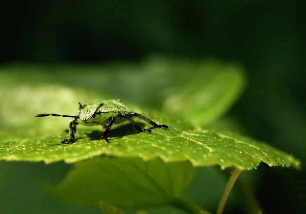 Infelizmente Não Sabe Exatamente Que Tipo Criatura Provavelmente Bug — Fotografia de Stock