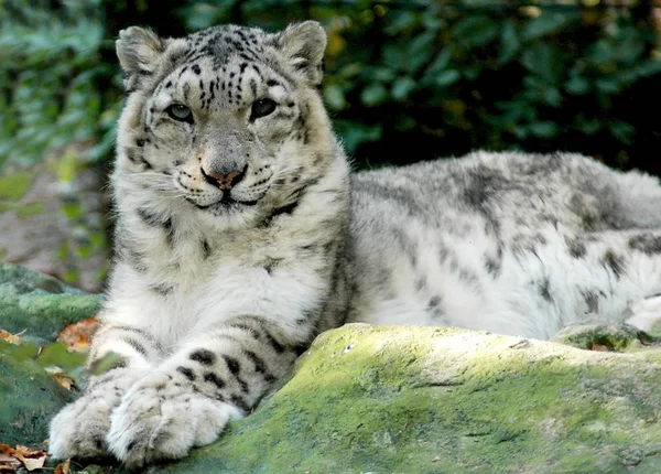 snow leopard, predator animal cat