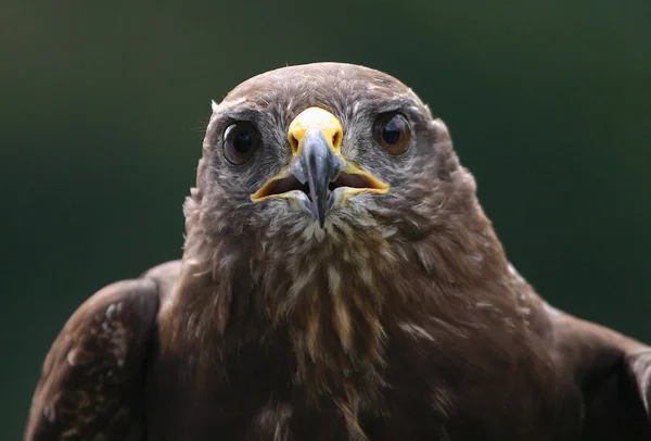 Vista Panorâmica Majestoso Predador Buzzard — Fotografia de Stock