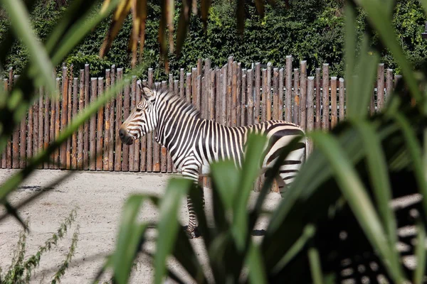 Zbliżenie Zwierząt Zoo — Zdjęcie stockowe