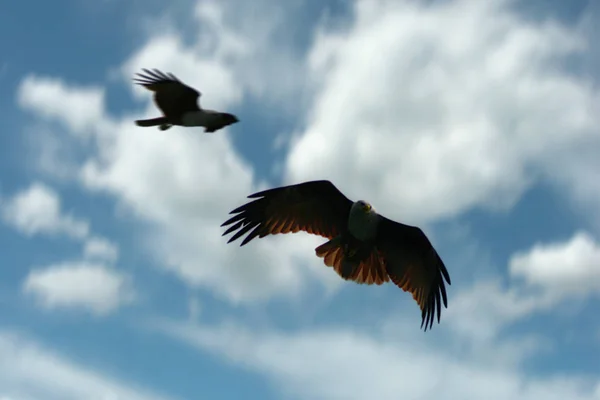 Schilderachtig Uitzicht Prachtige Vogel Natuur — Stockfoto