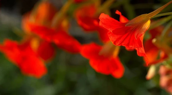 Pretty Plants Only Beautiful Look All Plant Parts Also Edible — Stock Photo, Image